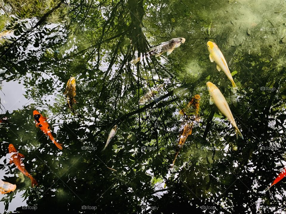 Beautiful Koi fish 