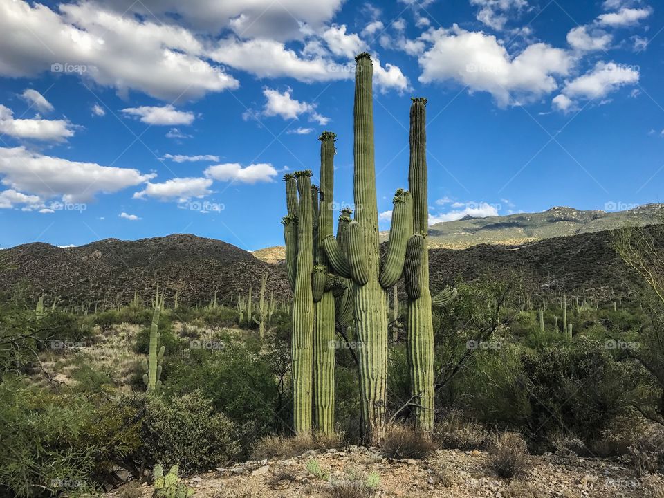 Desert Landscape - Cactus 