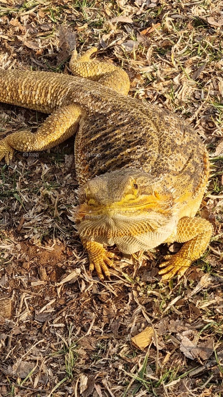 bearded dragon. the mother of dragons.