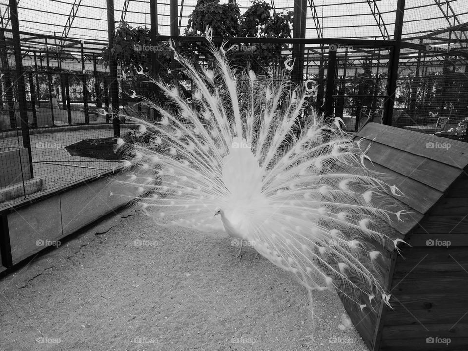 White peacock. The beautiful bird spread its tail.