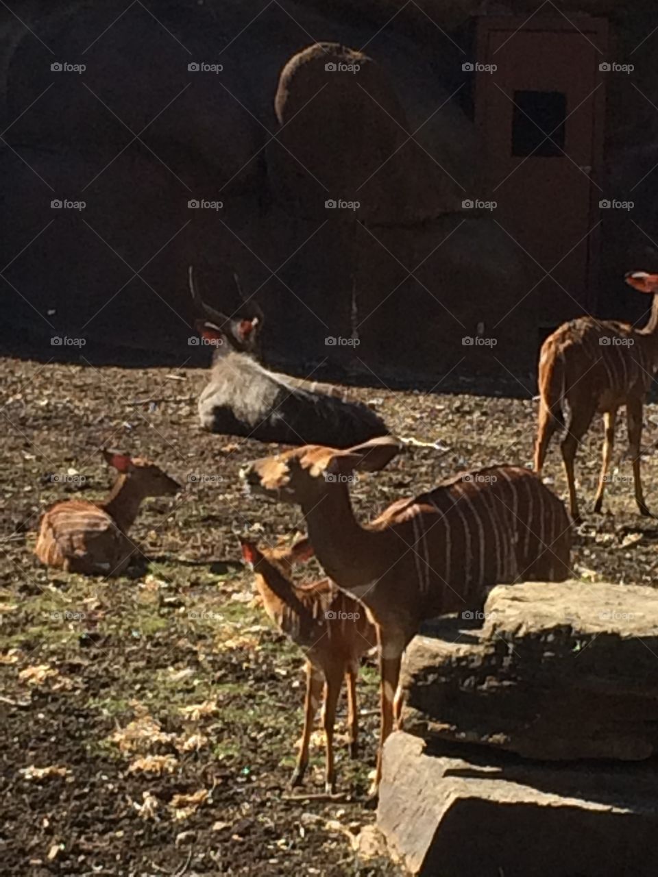 Mammal, No Person, Wildlife, Antelope, Deer