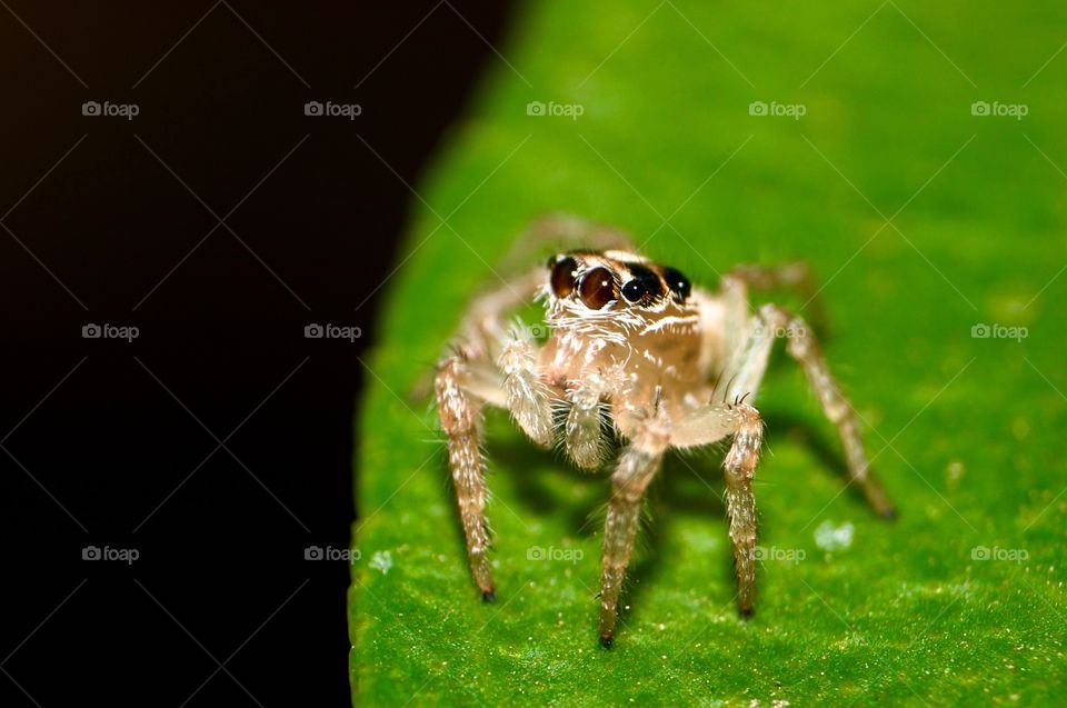 Macro shot of a jumping spider.