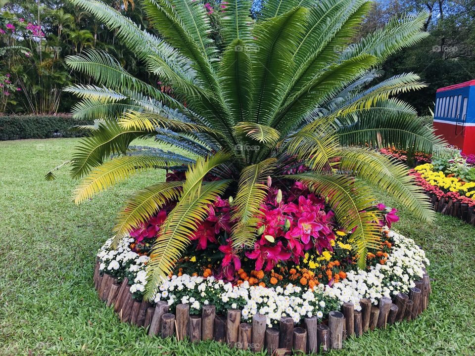 This photo was taken during the display of flower species located in Shilin District, Taiwan 