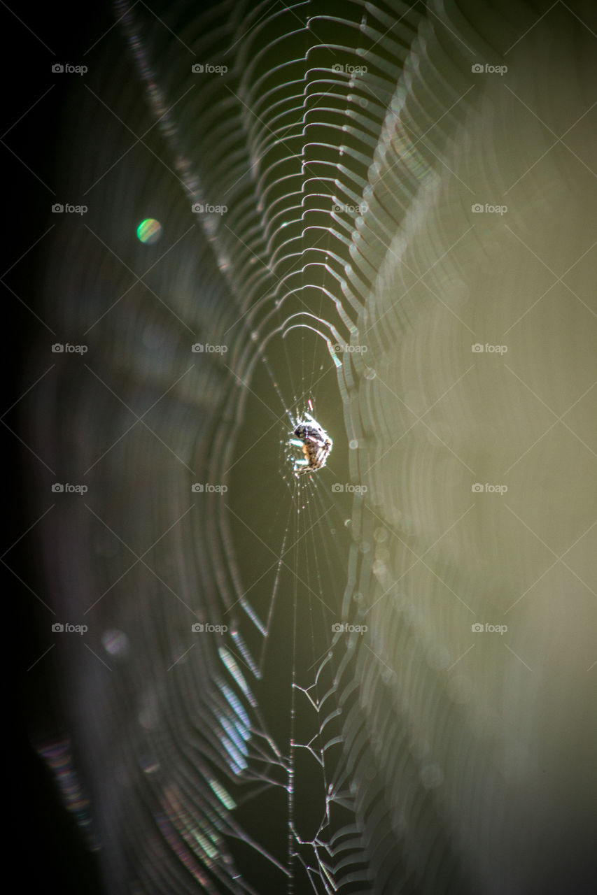 small spider in a spiderweb