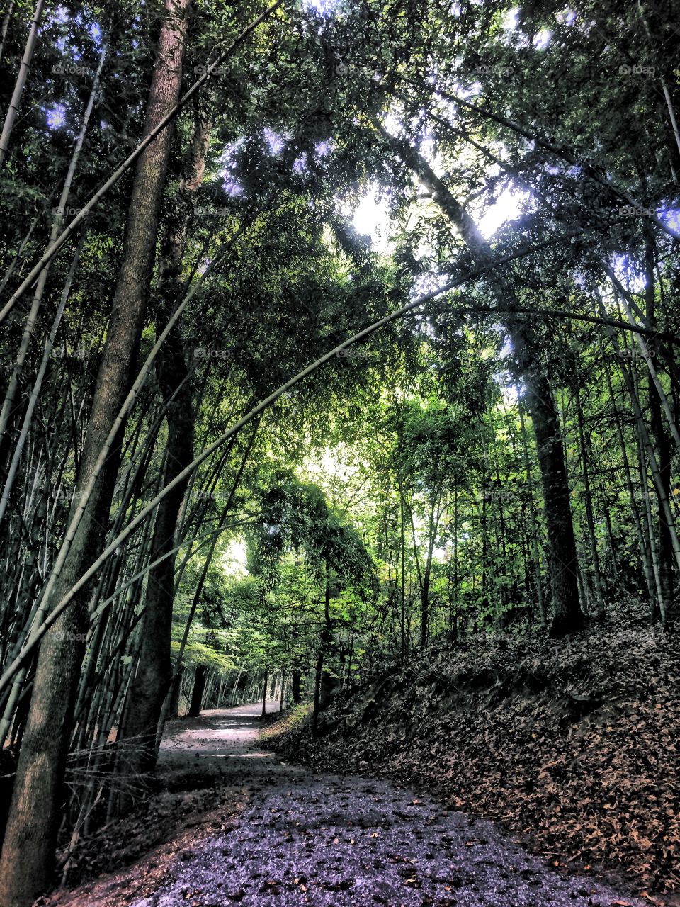 Empty pathway in forest