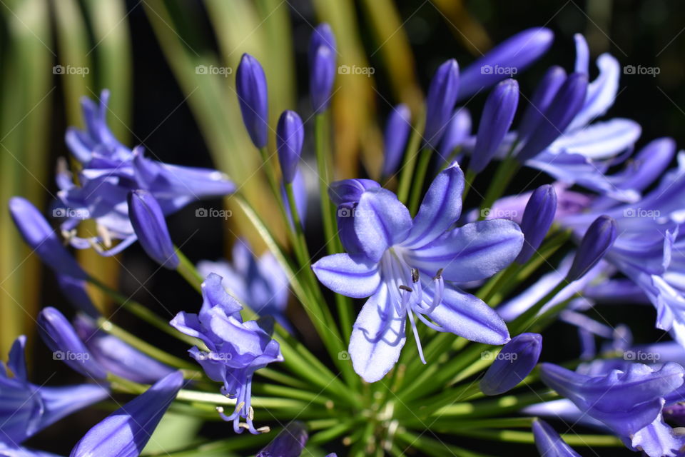 Purple Lily 