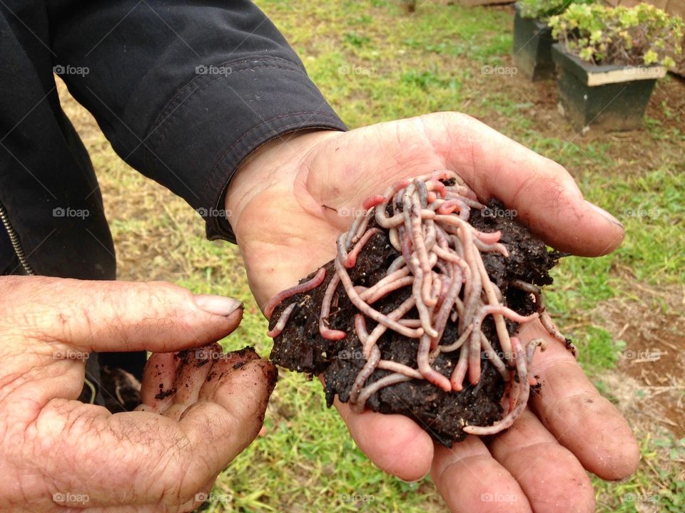 A hand full of worms