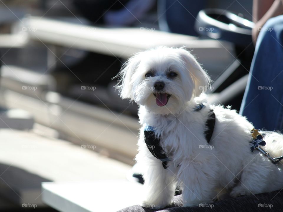 Maltese dog