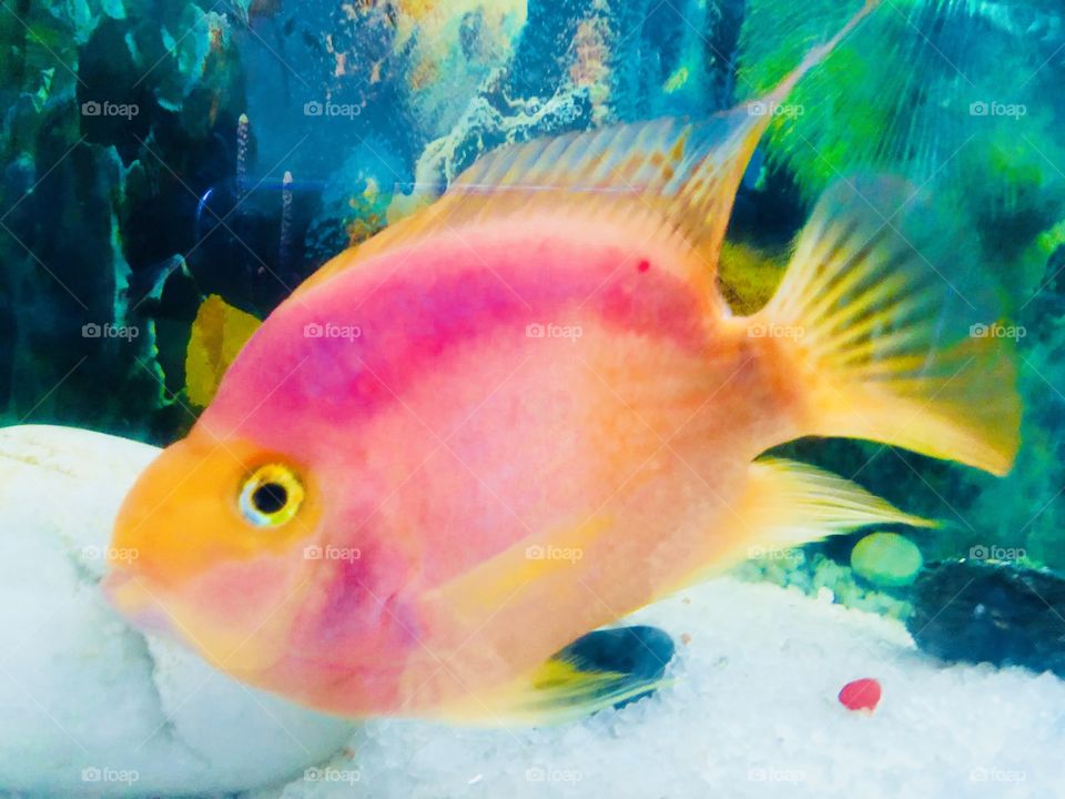Parrot Fish 