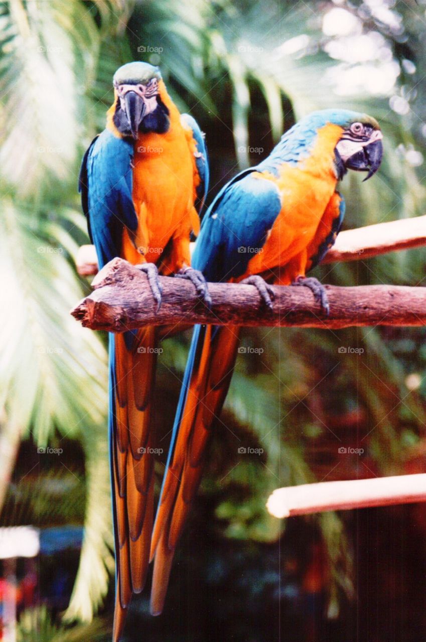 Two parrots 