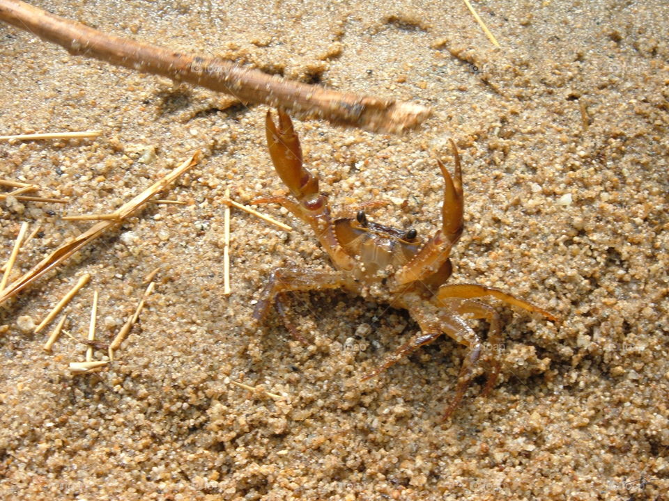 Defensive little crab