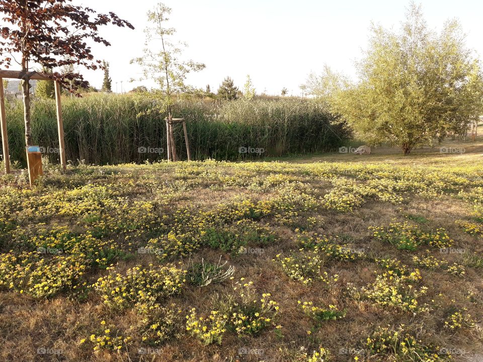 tree flower park yellow beauty