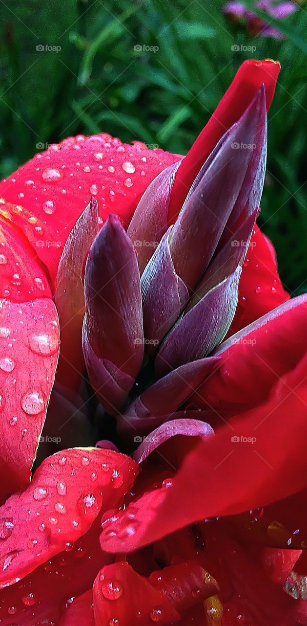 flowers after the rain ...
