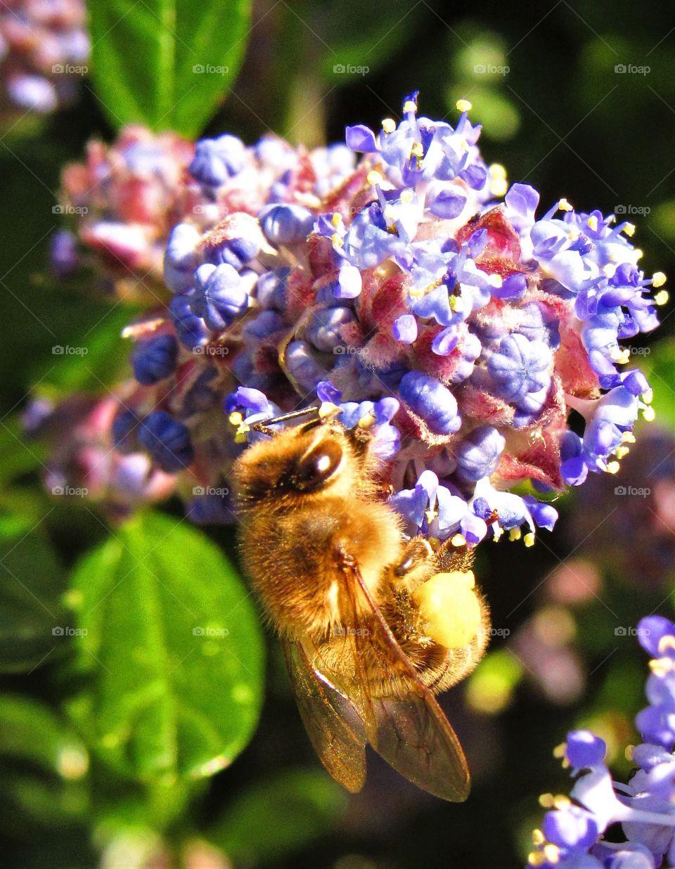 Pollination