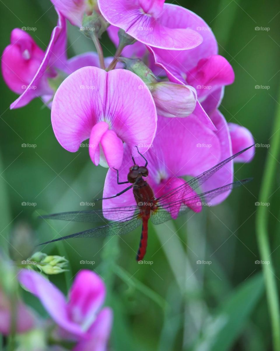 Pretty Dragonfly