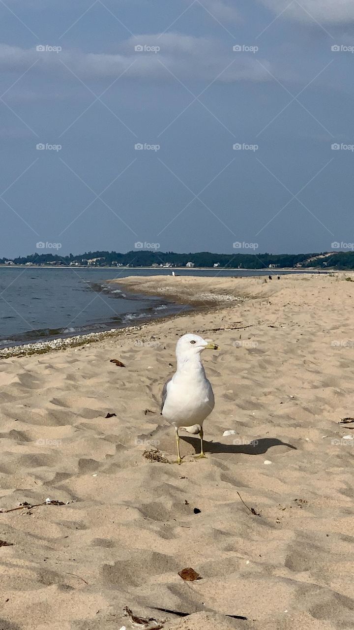 Seagull 