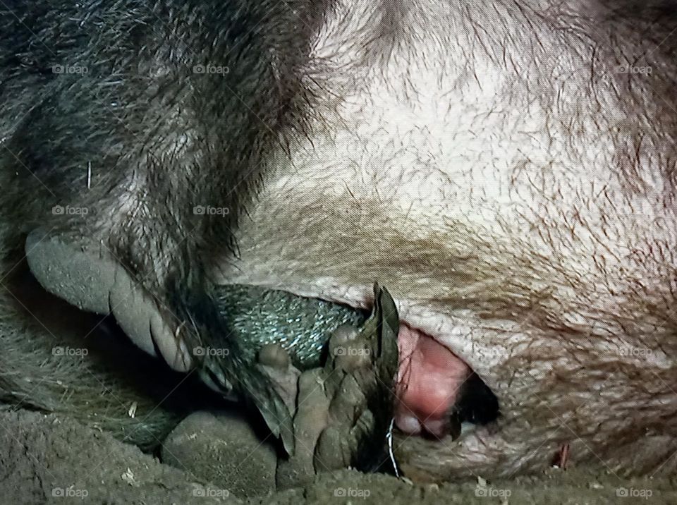 a little kangaroo in the belly of that mother