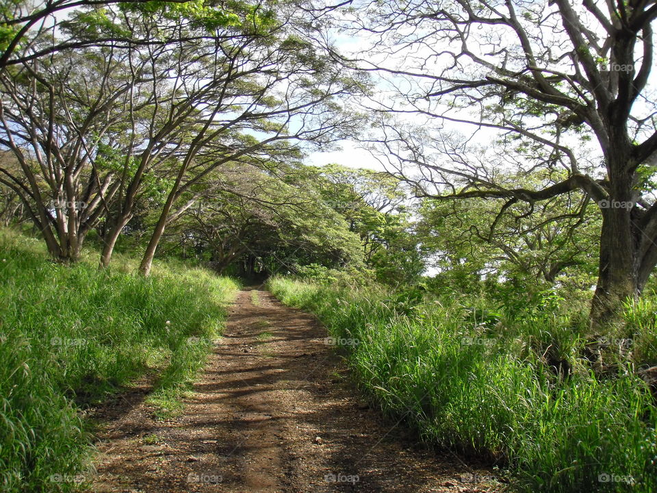 Trails of Kualoa Ranch. 