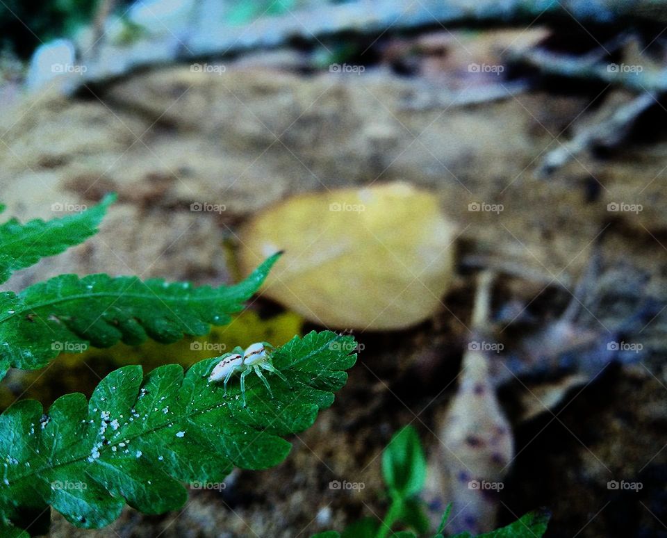 This is a image of a white colour spider on a fern leaf. There are another leaves on the ground and the spider is walking on the fern leaf. The fern leaf is in green colour and the surrounded background is in brown and related to brown colour.