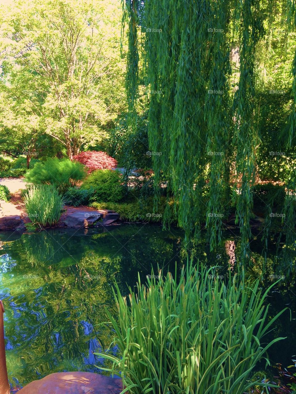 Pond with trees and rocks