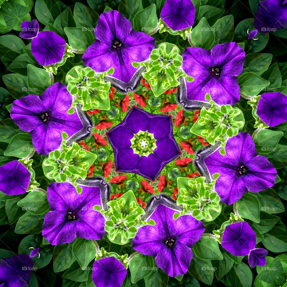 flowers mandala