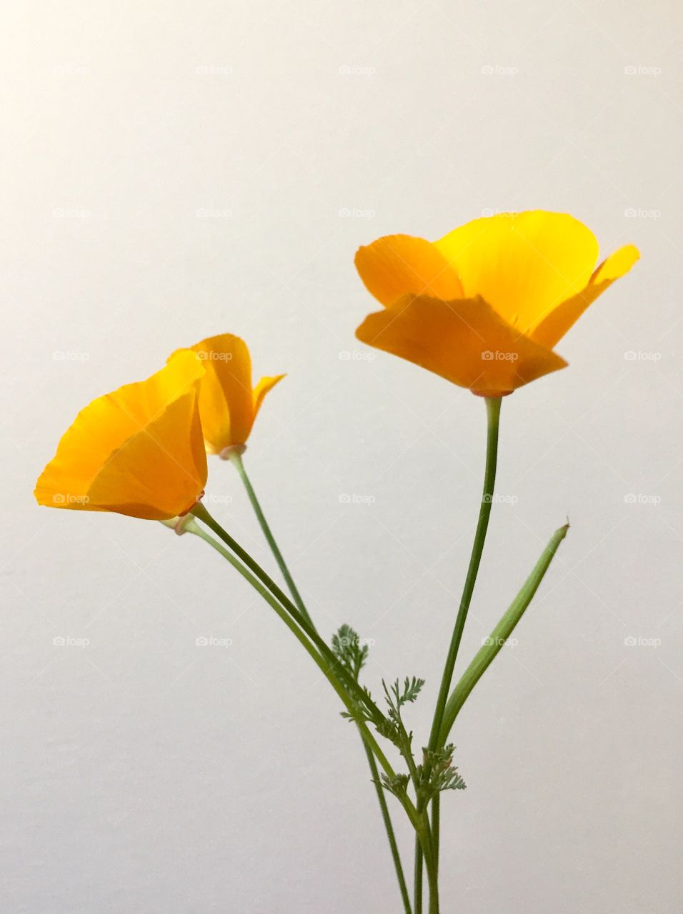 California poppies 