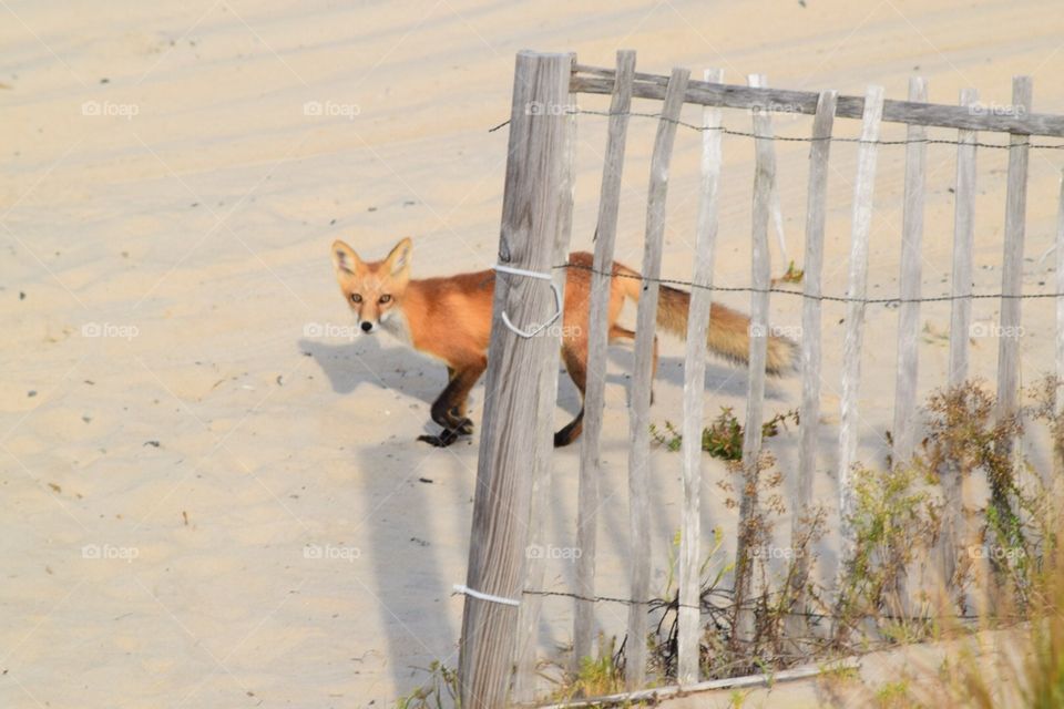 foxing around. early morning on the beach in the Outer Banks