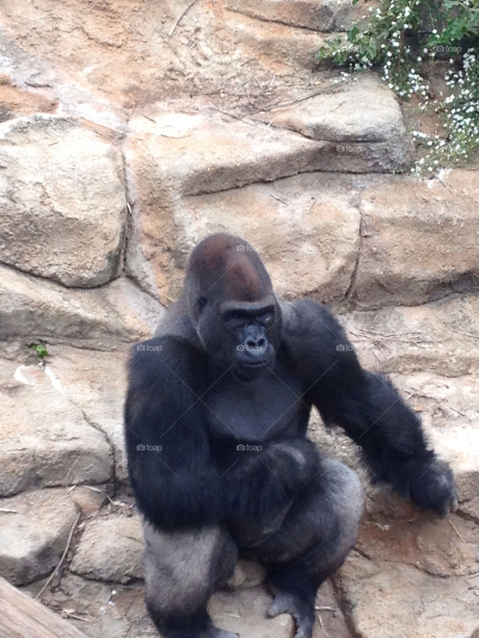 Handsome mighty ape at the St Louis MO Zoo