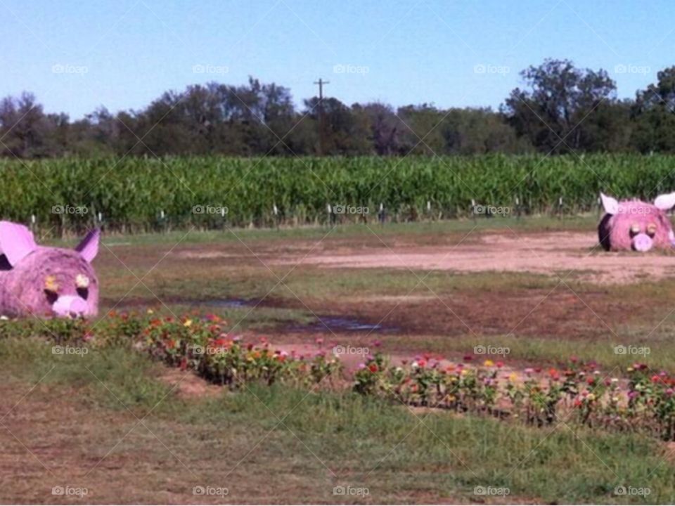 Hay stack pigs 