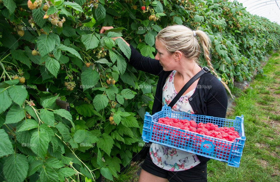 Woman picking Raspberries in a selfpicking field outside Malmö in Sweden.