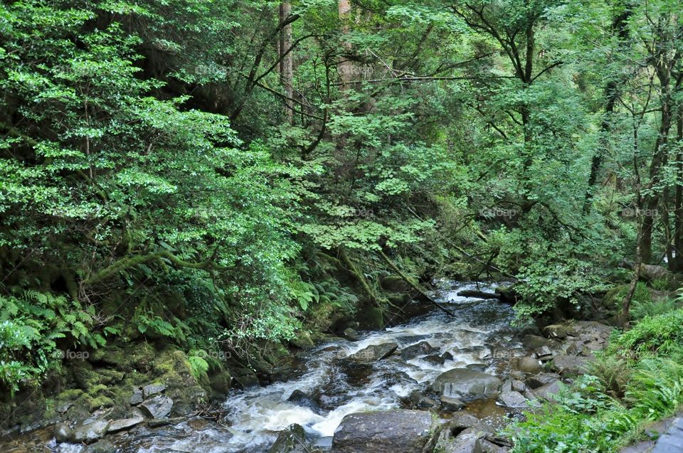 View of stream in forest