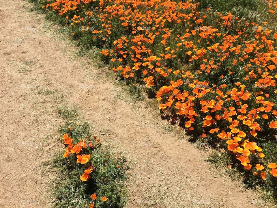 Close up of dirt path in field of poppies