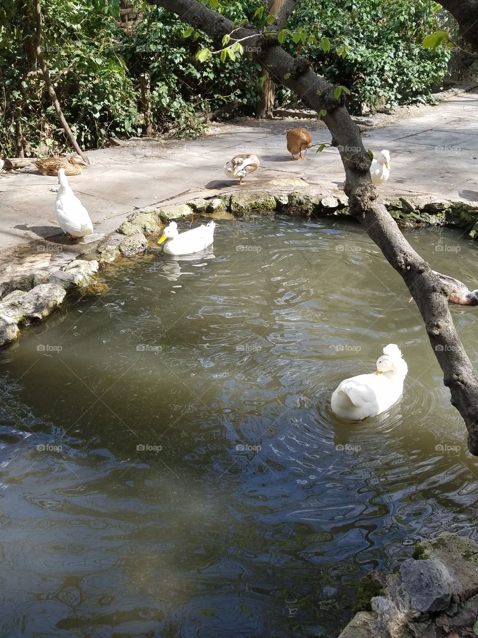 ducks in a pond