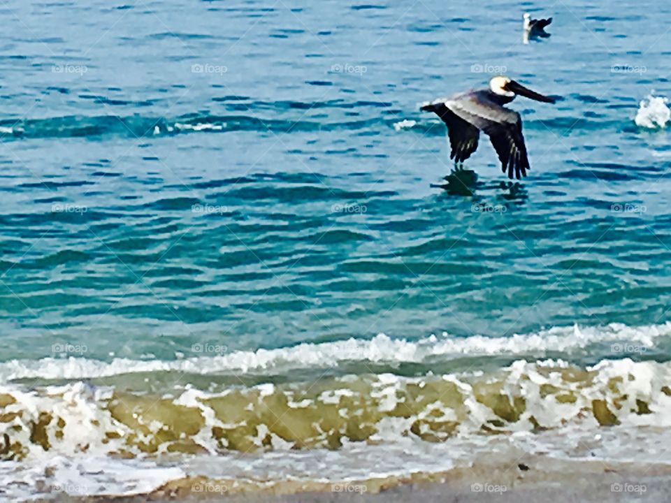 Bird Pelicans 