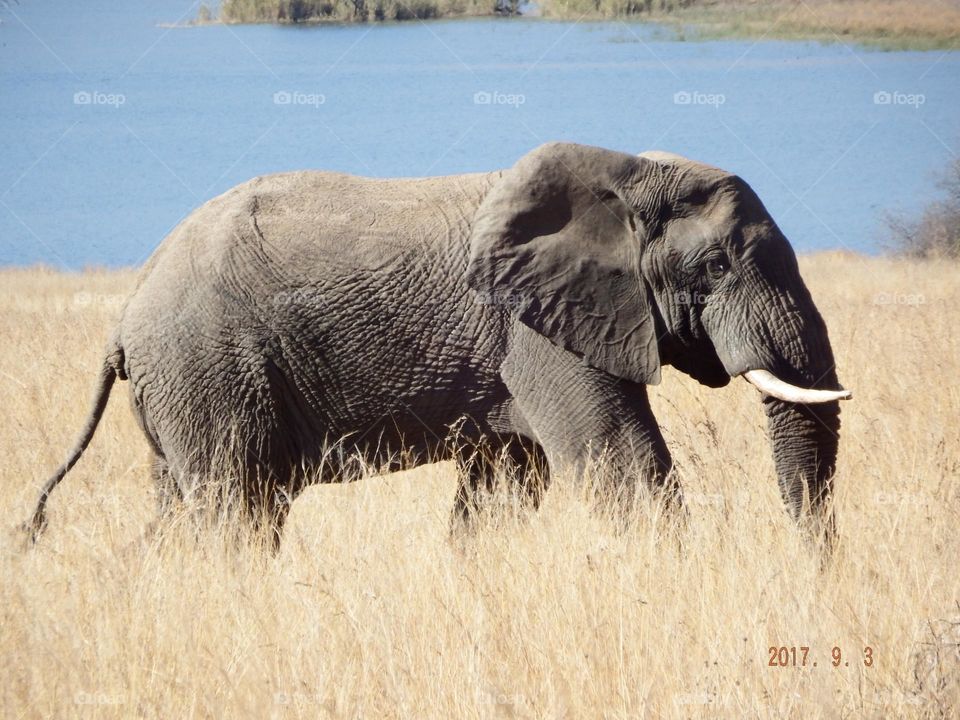 elephant in the grass