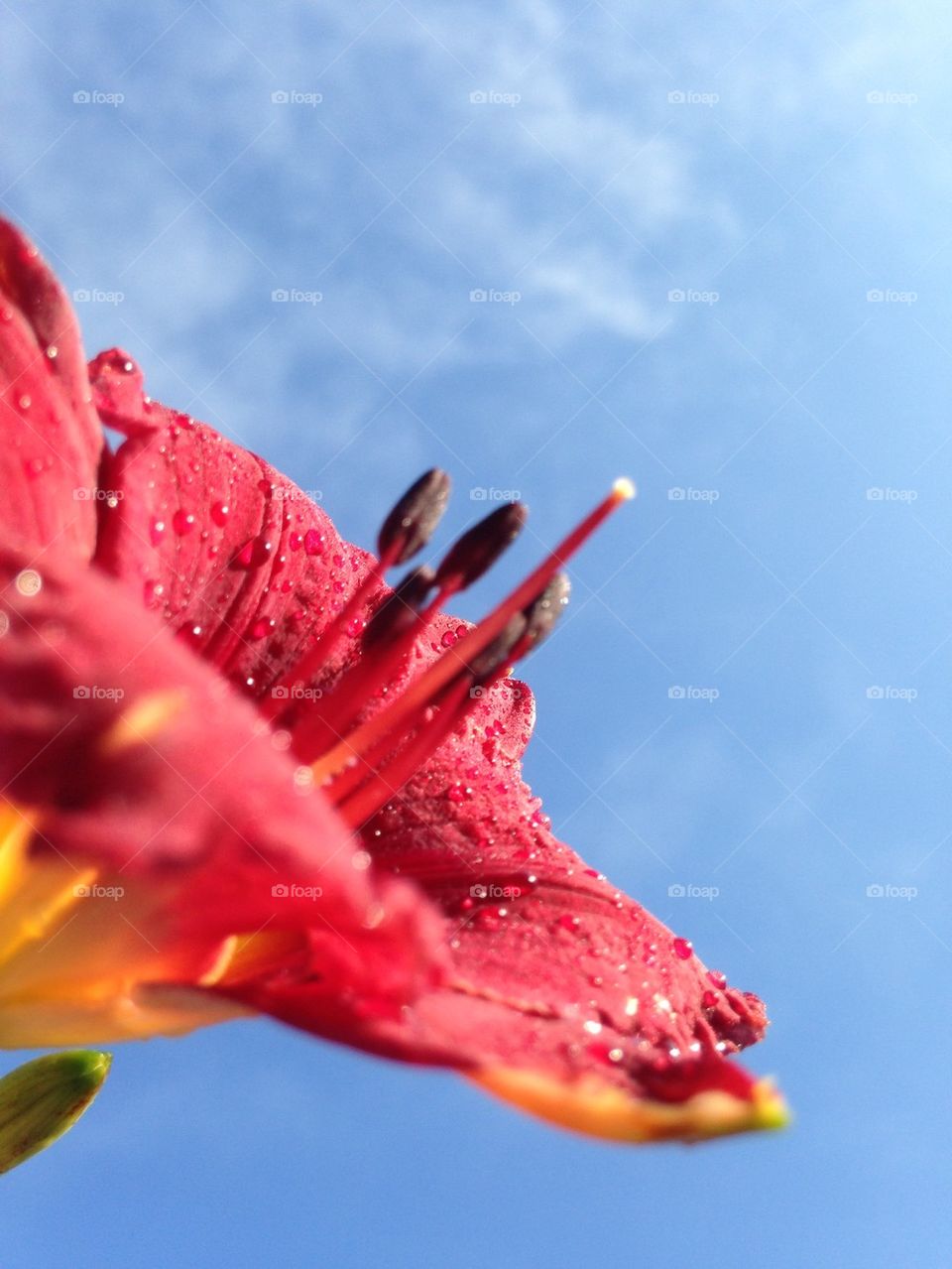 Close-up of day lily