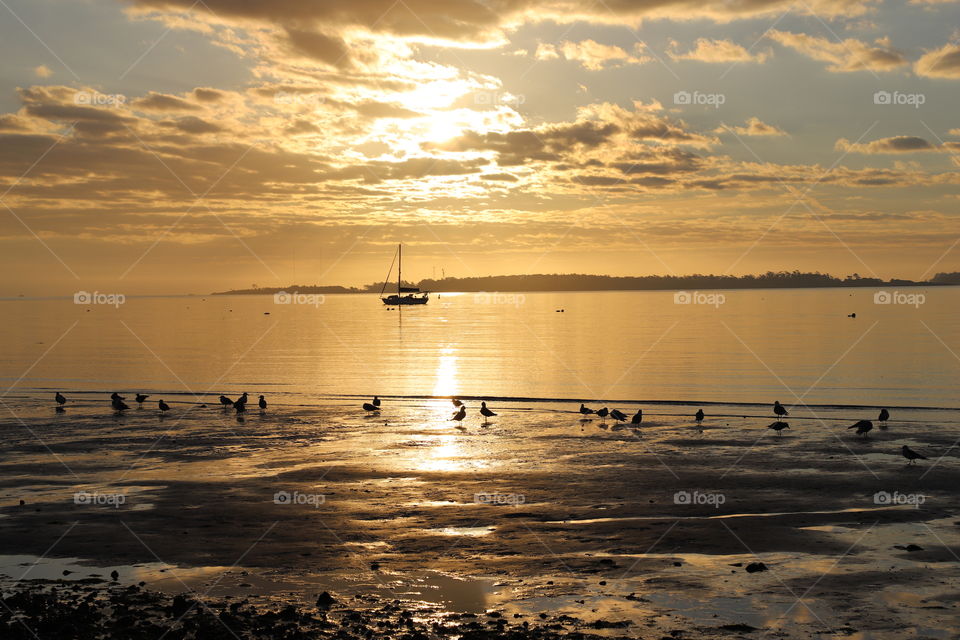 Golden hour on a beach , birds cheering the rising sun an boat sailing on the horizon 