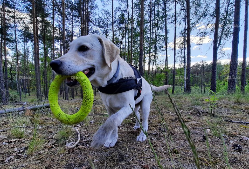 Having fun with my golden retriever in the woods paying fetching