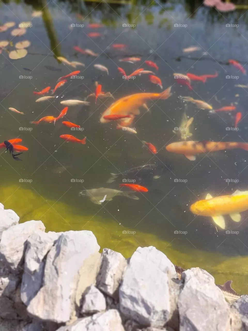 My little pond