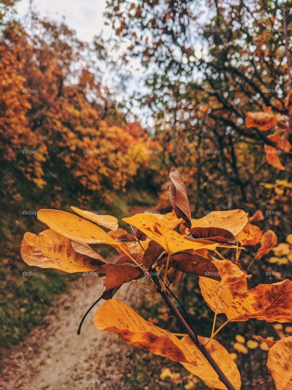 Orange autumn leaves at colorful park close up.