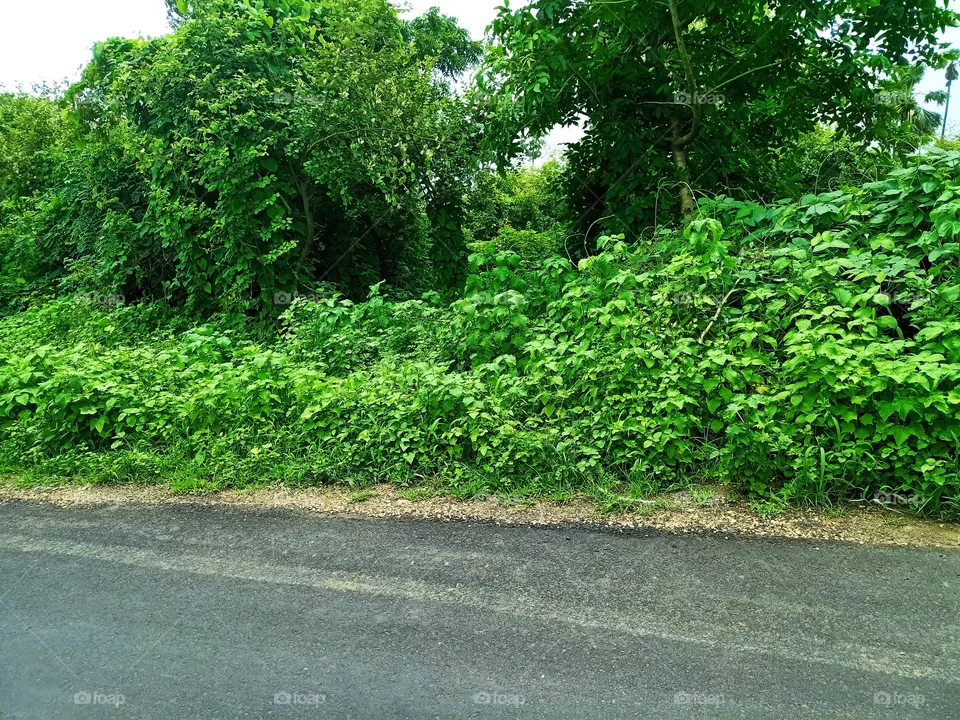 greenary