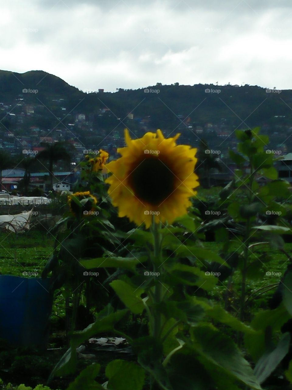 the sunshine of the sunflower
