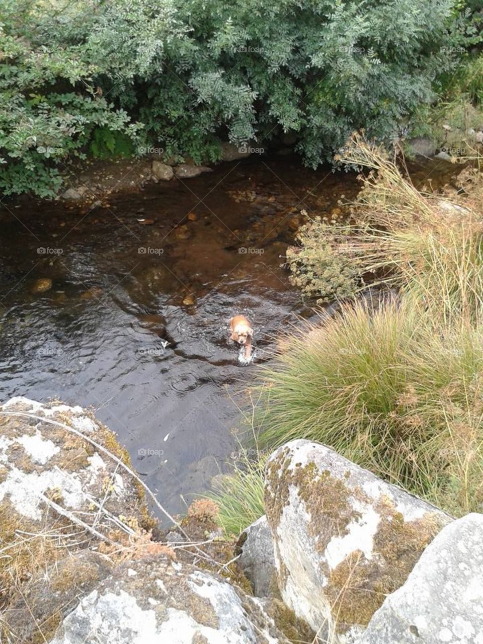 There's a dog in the river