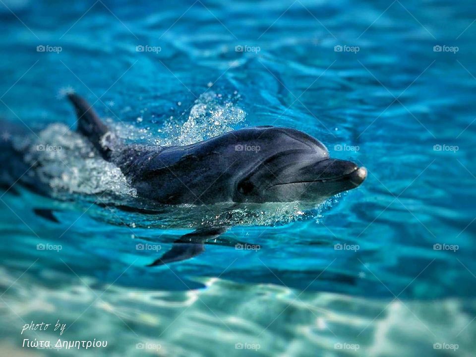 Happy dolphins makes me smile when they swim wild and free....!!!!!!