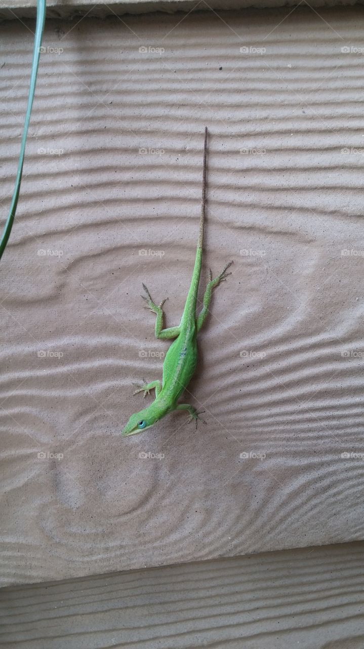 Anole Lizard. hanging on the wall