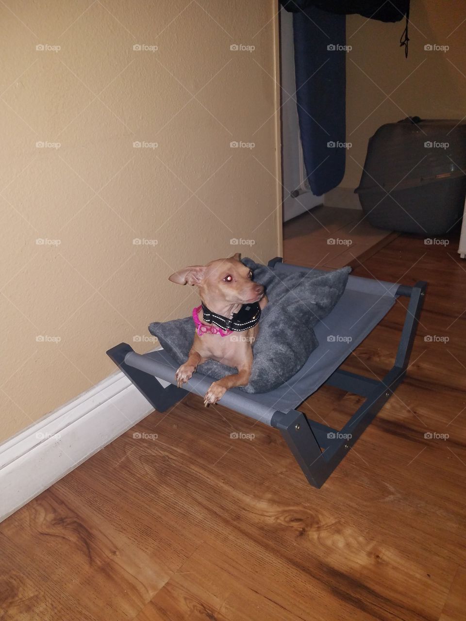 My dog's new place to sleep, i think she loves it and knows it's her bed. :)