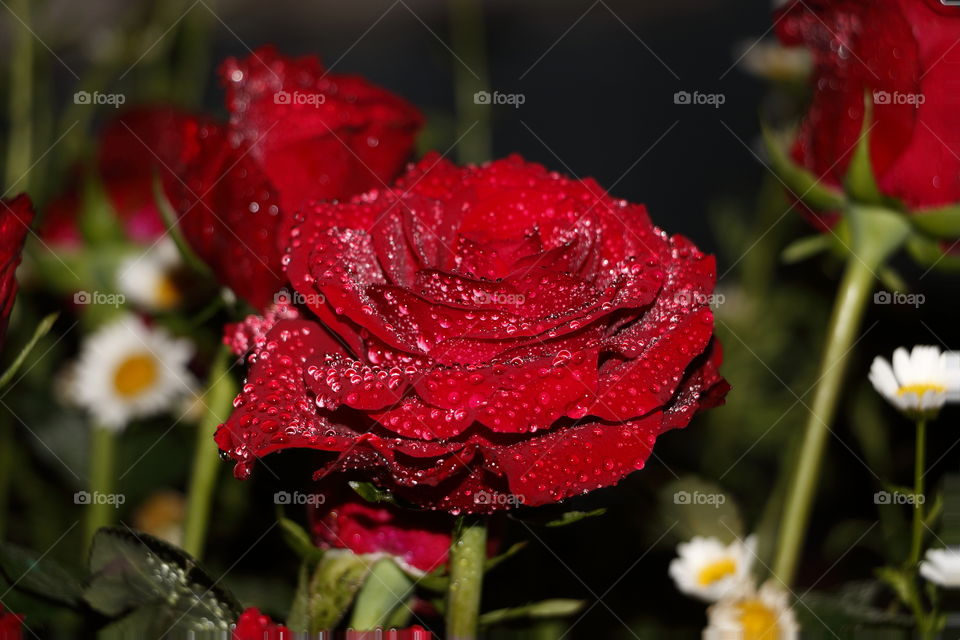 Rose Droplets