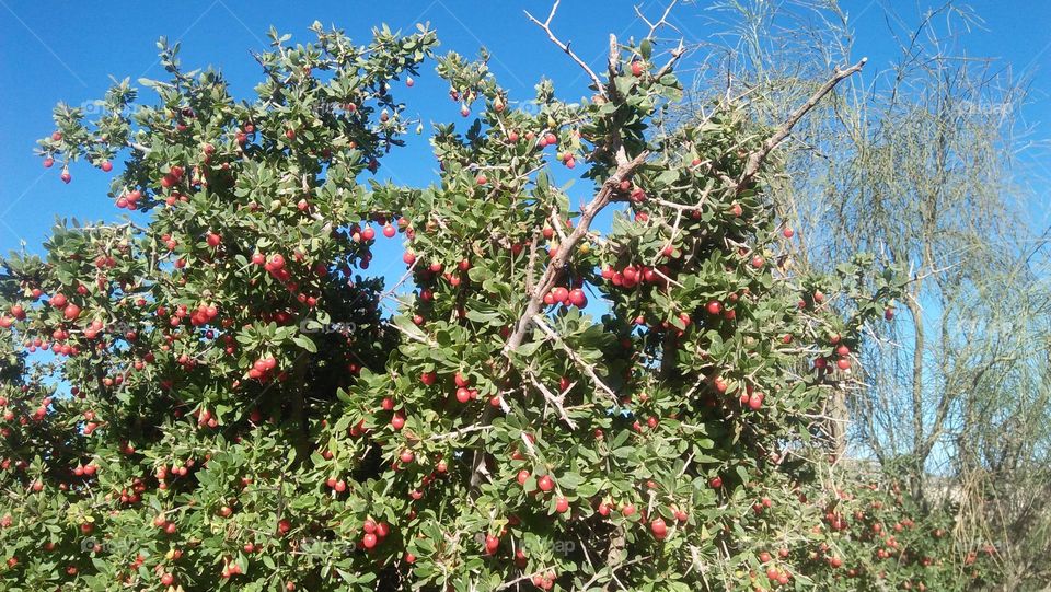 Beautiful tree with red seed.