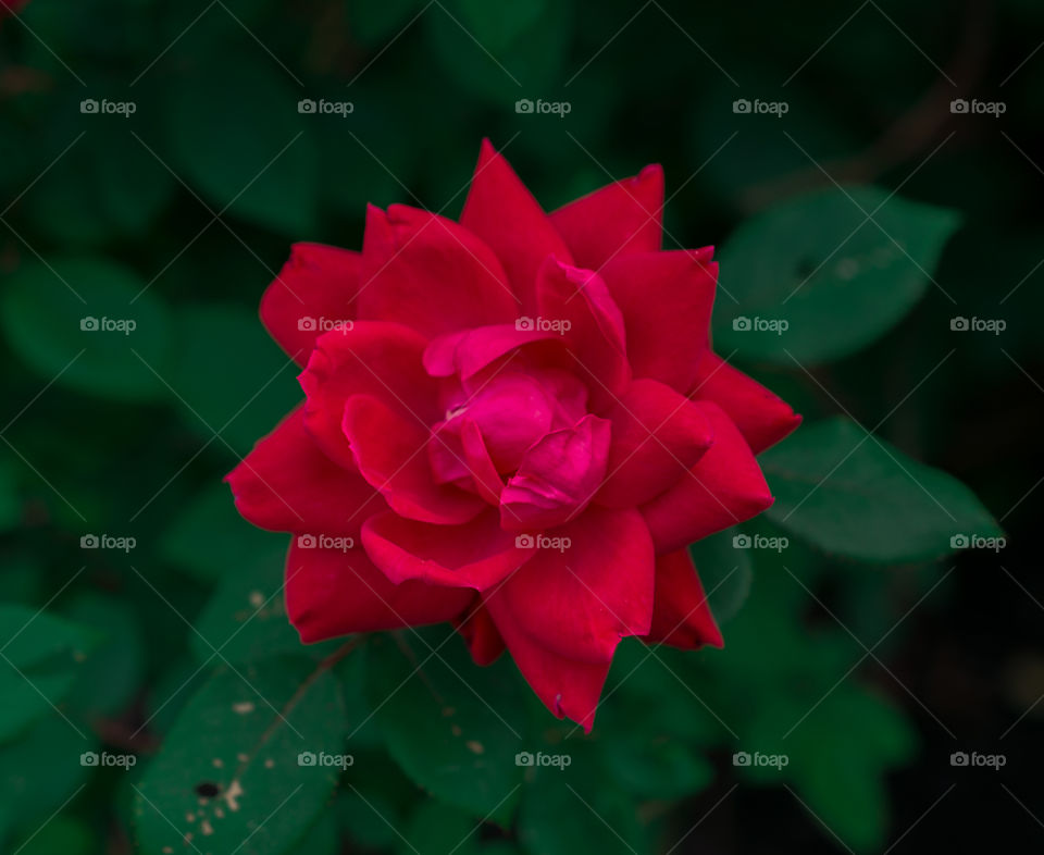 Close-up of red rose