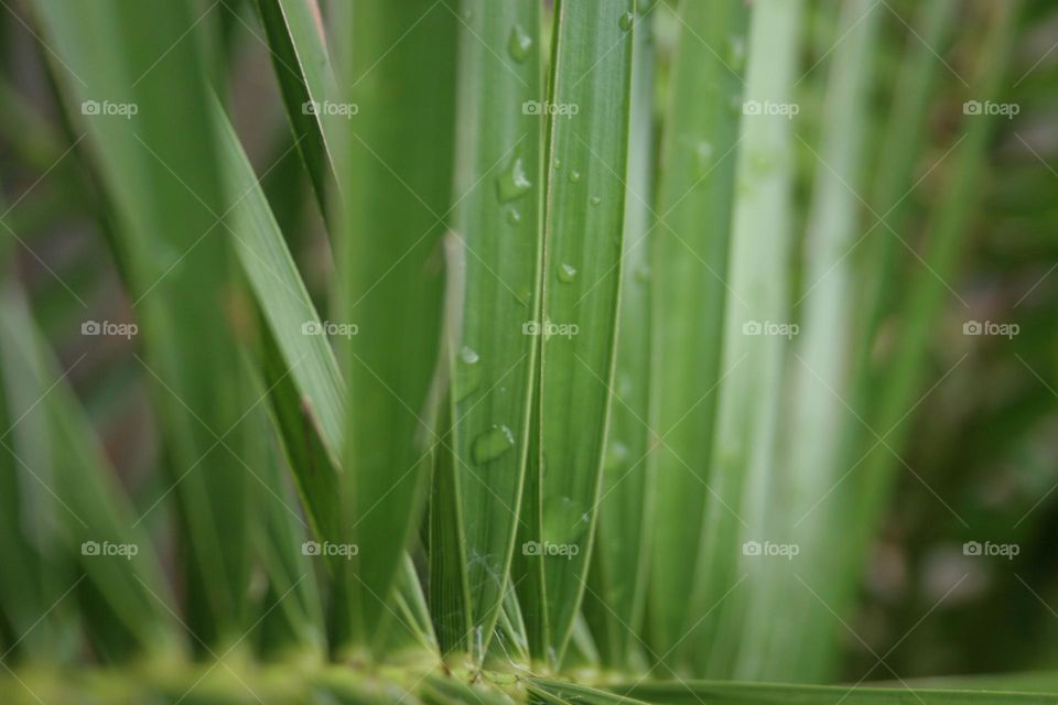 Raindrops on a plant.